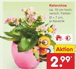Kalanchoe Angebote bei Netto Marken-Discount Heidenheim für 2,99 €