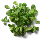 Aktuelles Franz./ital. Feldsalat Angebot bei Kaufland in Hamburg ab 0,88 €