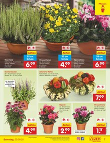 Kürbis im Netto Marken-Discount Prospekt "Aktuelle Angebote" mit 60 Seiten (Münster)