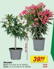 Oleander Busch Angebote bei toom Baumarkt Hemer für 39,99 €
