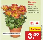Chrysantheme im Angebot bei Netto Marken-Discount in Solingen Chrysantheme Angebote bei Netto Marken-Discount Solingen für 3,49 €