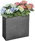 Bauernhortensie oder Pflanzkasten im Angebot bei Thomas Philipps in Frechen Bauernhortensie oder Pflanzkasten Angebote bei Thomas Philipps Frechen für 8,88 €