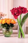 Moosrosen im Angebot bei Netto Marken-Discount in Warendorf Moosrosen Angebote von FAIRTRADE bei Netto Marken-Discount Warendorf für 1,99 €