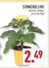 Marktkauf Paderborn - Sonnenblume Angebot im Prospekt Sonnenblume bei Marktkauf im Paderborn Prospekt für 2,49 €