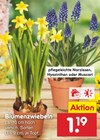 Blumenzwiebeln Angebote bei Netto Marken-Discount Neunkirchen für 1,19 €