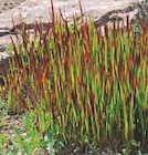 Promo Lilas des Indes ou Imperata Cylindrica Red Baron à 14,99 € dans le catalogue Hyper U à La Roche-sur-Yon