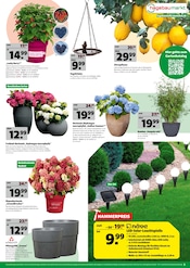 Aktueller Hagebaumarkt Prospekt mit Hortensie, "SOMMER-MODUS: AN!", Seite 3