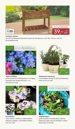 Kräuter im Pflanzen Kölle Prospekt "FRÜHLINGS-ERWACHEN" auf Seite 6