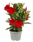 Dipladenia hybride à Truffaut dans Meudon