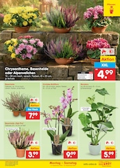 Pflanzen im Netto Marken-Discount Prospekt in Zwickau Aktueller Netto Marken-Discount Prospekt mit Pflanzen, "Aktuelle Angebote", Seite 23