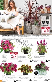 Ähnliche Angebote wie Fleischfressende Pflanzen im Prospekt "So duftet der Sommer!" auf Seite 4 von Dehner Garten-Center in Erlangen