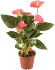 Flamingo-blume für 4,99 € bei Penny im Angebot Flamingo-blume im aktuellen Penny Prospekt