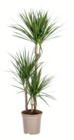 Drachenbaum, Yucca, Birkenfeige, Monstera im aktuellen toom Baumarkt Prospekt