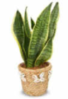 Sansevieria Angebote bei Netto Marken-Discount Niederkassel für 6,99 €