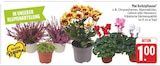 Chrysanthemen im Angebot bei E center in Jena Chrysanthemen Angebote bei E center Jena für 1,00 €