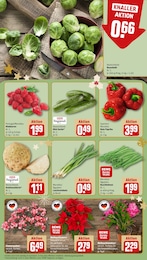 REWE Pflanzen im Prospekt REWE Pflanzen im Prospekt