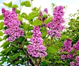 Flieder für 8,99 € bei Thomas Philipps im Angebot Flieder im aktuellen Thomas Philipps Prospekt