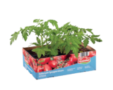 Tomatenpflanzen von Grandiol im aktuellen Lidl Prospekt für 3,49 €
