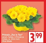 Primeln 'Ton in Ton' im aktuellen EDEKA Prospekt