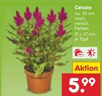 Celosia im Angebot bei Netto Marken-Discount in Jena Celosia Angebote bei Netto Marken-Discount Jena für 5,99 €