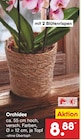 Orchidee im Angebot bei Netto Marken-Discount in Chemnitz Orchidee Angebote bei Netto Marken-Discount Chemnitz für 8,88 €