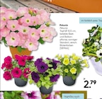 Petunia bei Hellweg im Dorsten Prospekt für 2,79 €