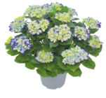 Aktuelle Hortensie Angebote bei toom Baumarkt in Cottbus Aktuelles Ballhortensie XL Angebot bei toom Baumarkt in Cottbus ab 25,99 €