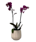 Orchideen 2 Risper Angebote bei E center Rostock für 9,99 €