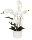 Orchidée - MICK - Maxi Bazar à Boulogne-Billancourt Orchidée - MICK en promo chez Maxi Bazar Boulogne-Billancourt à 19,99 €