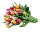 Tulpenstrauß XXL im Angebot bei Lidl in Suhl Tulpenstrauß XXL Angebote bei Lidl Suhl für 7,99 €