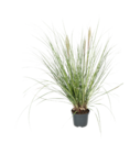 Blumen Ostmann Bad Zwischenahn - Pampasgras Angebot im Prospekt Pampasgras bei Blumen Ostmann im Bad Zwischenahn Prospekt für 9,99 €