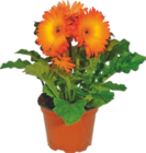 Gerbera - GARDENLINE à 2,19 € dans le catalogue Aldi