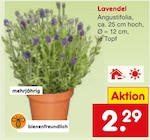 Lavendel bei Netto Marken-Discount im Prospekt "" für 2,29 €