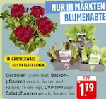 Aktuelles Geranien oder Balkonpflanzen oder Salatpflanzen Angebot bei EDEKA in Saarbrücken ab 1,79 €