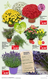Aktueller Kaufland Prospekt mit Chrysantheme, "Aktuelle Angebote", Seite 5