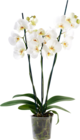 ORCHIDÉE 3 BRANCHES - SANS MARQUE en promo chez Auchan Hypermarché ORCHIDÉE 3 BRANCHES - SANS MARQUE dans le catalogue Auchan Hypermarché