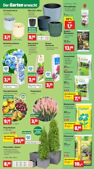 Kirschen im Thomas Philipps Prospekt "Top Angebote" mit 19 Seiten (Duisburg)