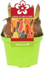 Tulip Flair bei REWE im Berg Prospekt für 3,79 €