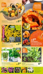 Lebensmittel Angebot im aktuellen Pflanzen Kölle Prospekt auf Seite 5