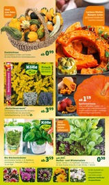 Aktueller Pflanzen Kölle Prospekt mit Lebensmittel, "Bunte Jahreszeit!", Seite 5
