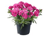 Edelnelke bei Hagebaumarkt im Damme Prospekt für 1,99 €