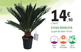 Promo Cycas revoluta à 14,90 € dans le catalogue E.Leclerc à Pléneuf-Val-André