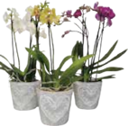 Orchidee Phalaenopsis Multiflora oder bepflanzte Zinkschale Angebote bei EDEKA Hamburg für 9,99 €