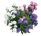 Glattblatt-Aster „Novi belgii“ im Hagebaumarkt Prospekt Glattblatt-Aster „Novi belgii“ von im aktuellen Hagebaumarkt Prospekt für 1,99 €
