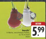Amaryllis im Angebot bei E center in Würzburg Amaryllis Angebote bei E center Würzburg für 5,99 €