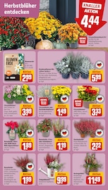 Blumenerde im REWE Prospekt in Bayreuth Aktueller REWE Prospekt mit Blumenerde, "Dein Markt", Seite 5