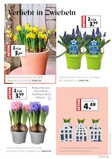 Narzissen im Blumen Ostmann Prospekt "Faszinierend, was Grün alles kann" mit 10 Seiten (Bremen)