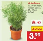 Aktuelles Grünpflanze Angebot bei Netto Marken-Discount in Nürnberg ab 3,99 €