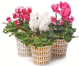 Cyclamen „Alpenveilchen“ bei Netto mit dem Scottie im Burg Prospekt für 2,99 €