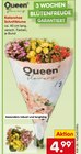 Deko im Netto Marken-Discount Prospekt Kalanchoe Schnittblume von Queen im aktuellen Netto Marken-Discount Prospekt für 4,99 €
